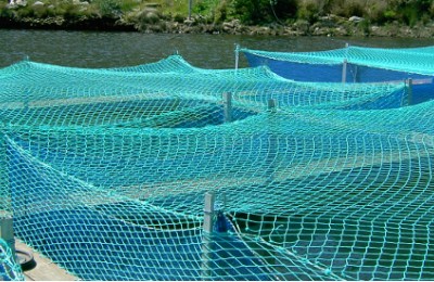 Fishing Nets