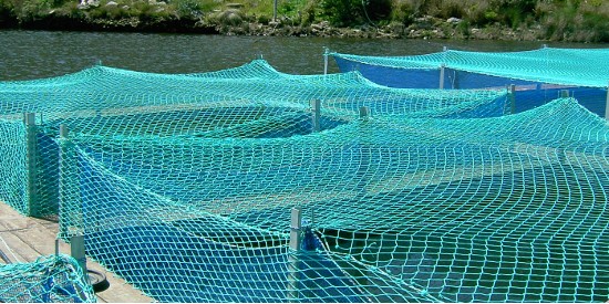 Fishing Nets